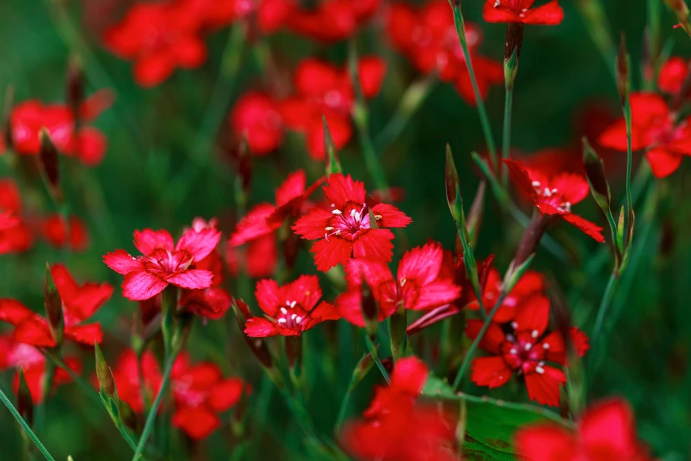 100 Red Cardinal Dianthus Deltoides Flower Seeds - Fragrant, Attracts Pollinators - Image 9