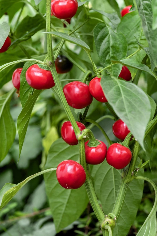 100 Red Cherry Hots Pepper Seeds - Capsicum Annuum Vegetable Seeds for Planting - Image 1