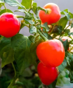 100 Red Cherry Hots Pepper Seeds - Capsicum Annuum Vegetable Seeds for Planting - Image 6