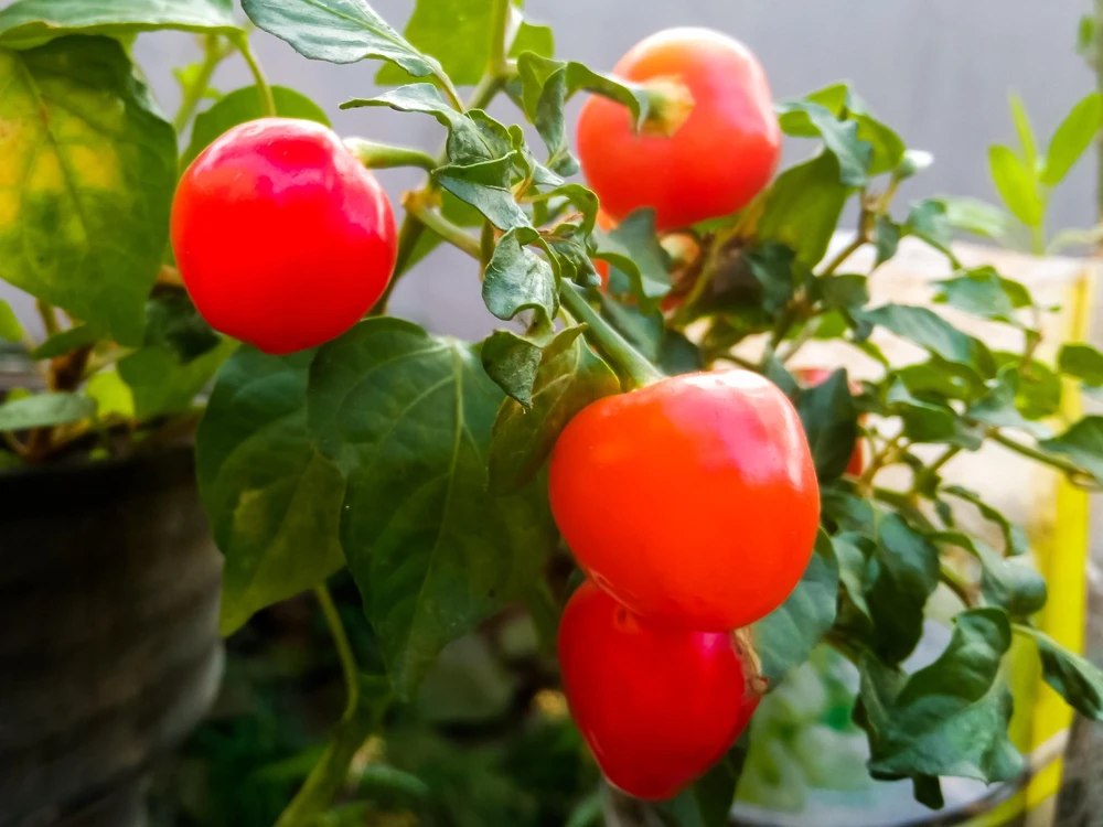 100 Red Cherry Hots Pepper Seeds - Capsicum Annuum Vegetable Seeds for Planting - Image 6