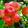 100 Red Delicious Apple Tree Seeds - Grow Edible Fruit Trees - Image 1