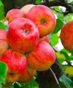 100 Red Delicious Apple Tree Seeds - Grow Edible Fruit Trees - Image 1