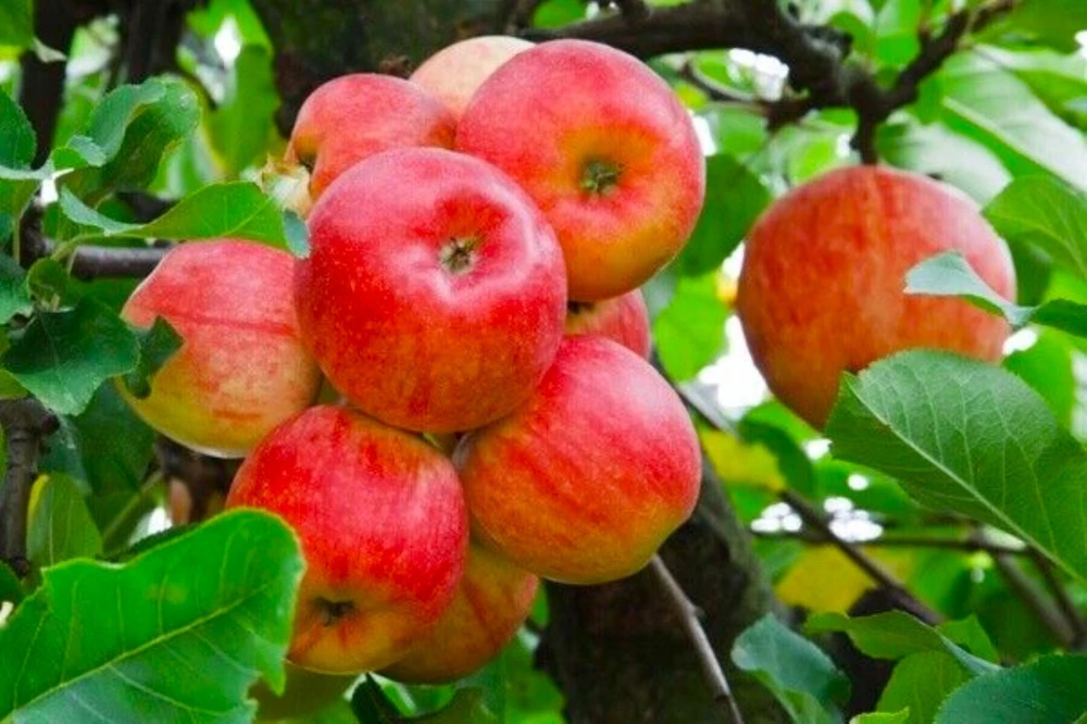 100 Red Delicious Apple Tree Seeds - Grow Edible Fruit Trees - Image 1