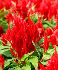 100 Red Forest Fire Celosia Plumosa Seeds - Scarlet Flowers, 30-36" Tall - Image 2