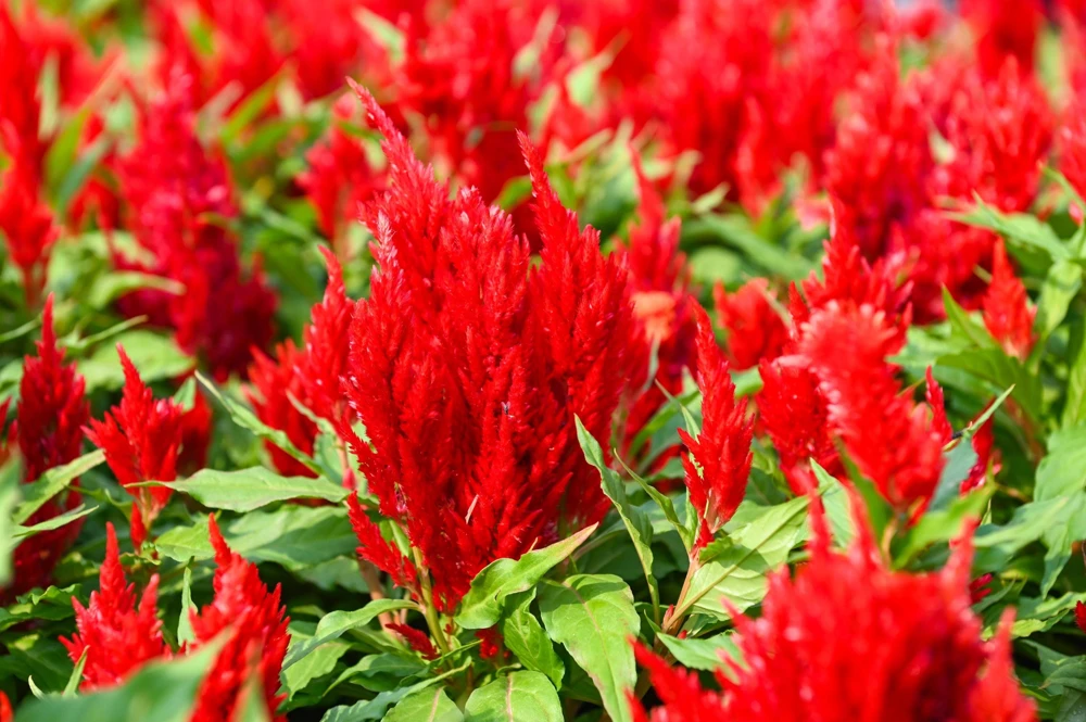 100 Red Forest Fire Celosia Plumosa Seeds - Scarlet Flowers, 30-36" Tall - Image 2