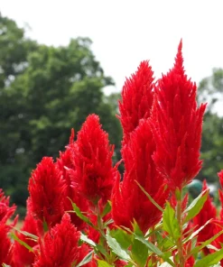 100 Red Forest Fire Celosia Plumosa Seeds - Scarlet Flowers, 30-36