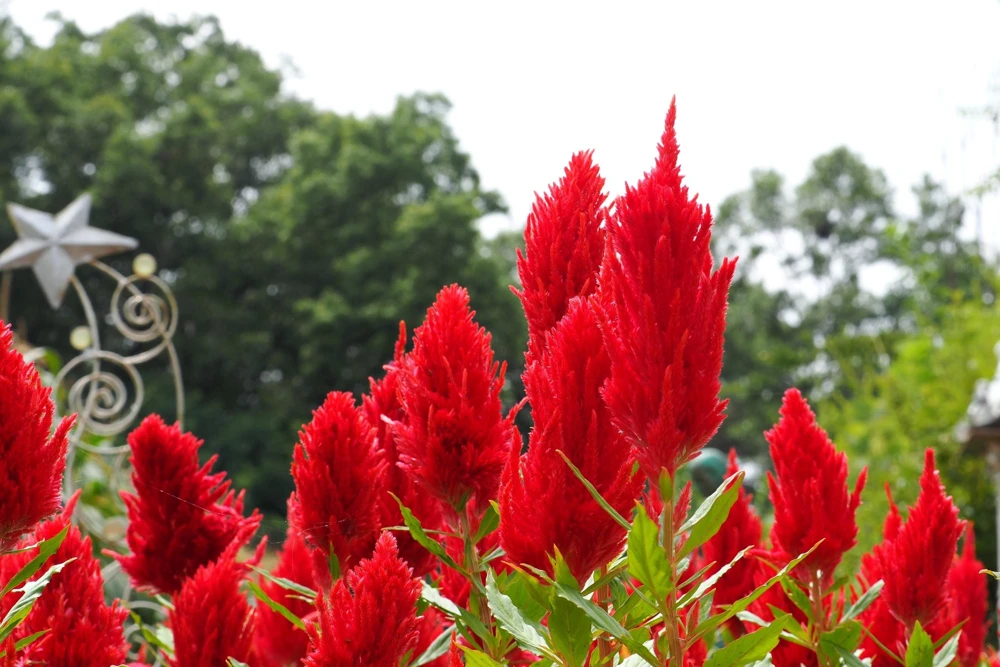 100 Red Forest Fire Celosia Plumosa Seeds - Scarlet Flowers, 30-36" Tall - Image 3