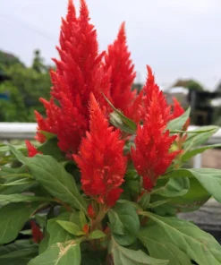 100 Red Forest Fire Celosia Plumosa Seeds - Scarlet Flowers, 30-36
