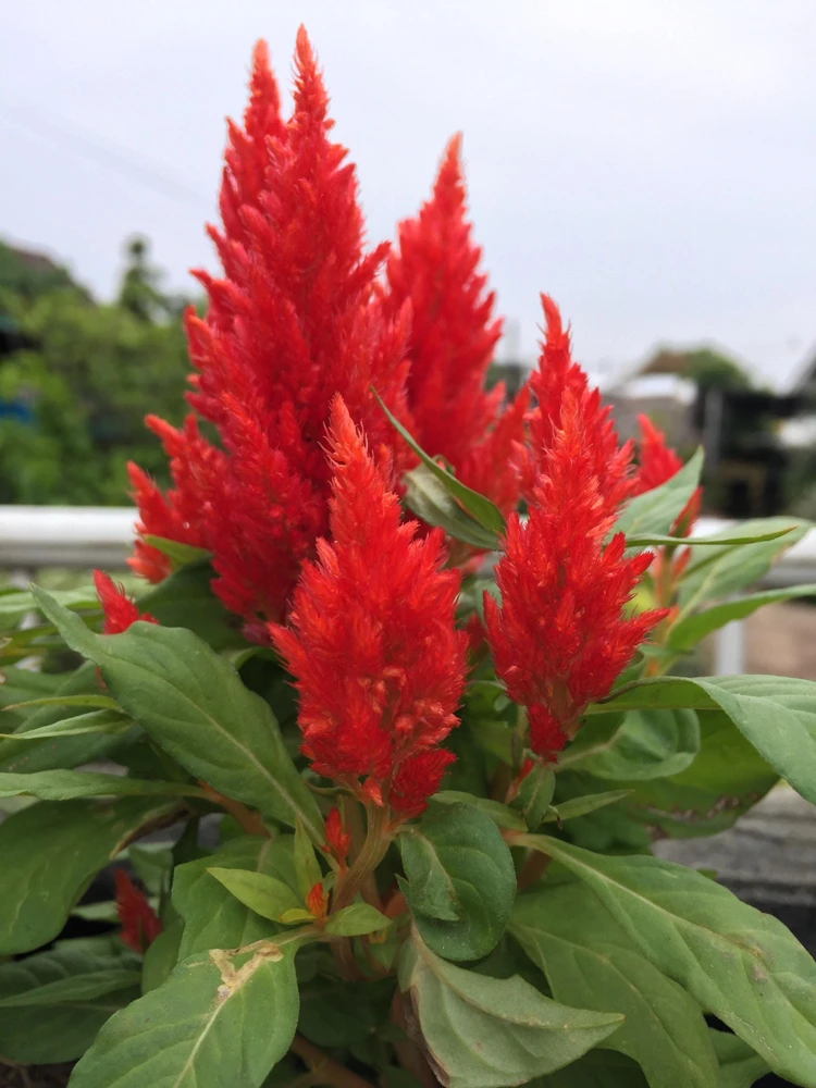 100 Red Forest Fire Celosia Plumosa Seeds - Scarlet Flowers, 30-36" Tall - Image 4