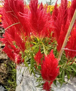 100 Red Forest Fire Celosia Plumosa Seeds - Scarlet Flowers, 30-36
