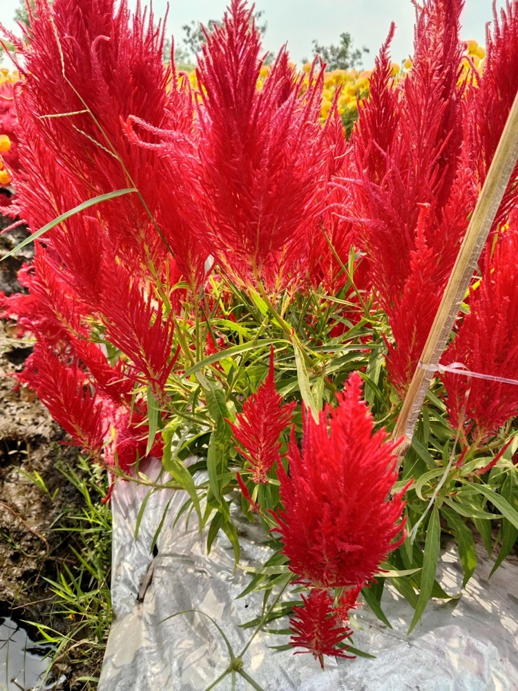 100 Red Forest Fire Celosia Plumosa Seeds - Scarlet Flowers, 30-36" Tall - Image 5