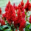 100 Red Forest Fire Celosia Plumosa Seeds - Scarlet Flowers, 30-36" Tall - Image 1