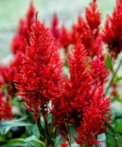 100 Red Forest Fire Celosia Plumosa Seeds - Scarlet Flowers, 30-36" Tall - Image 1