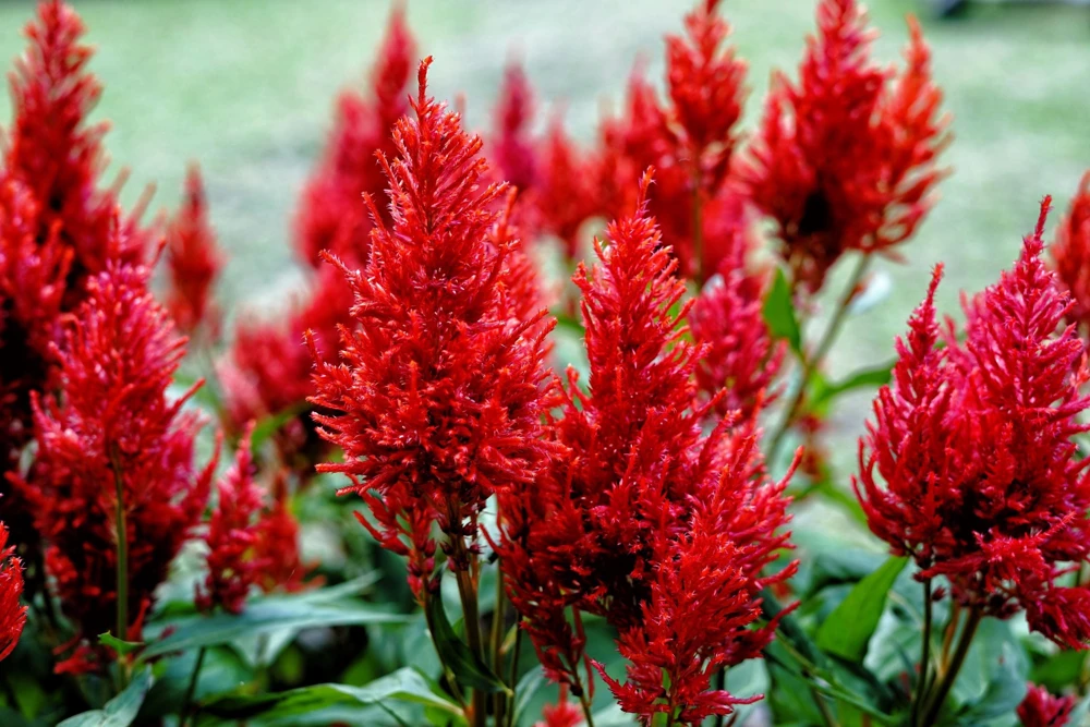 100 Red Forest Fire Celosia Plumosa Seeds - Scarlet Flowers, 30-36" Tall - Image 1