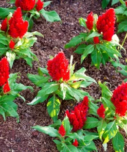 100 Red Forest Fire Celosia Plumosa Seeds - Scarlet Flowers, 30-36