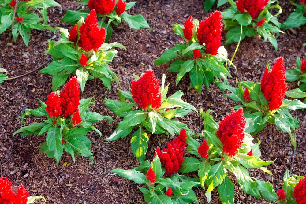 100 Red Forest Fire Celosia Plumosa Seeds - Scarlet Flowers, 30-36" Tall - Image 6