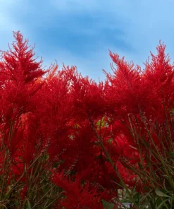 100 Red Forest Fire Celosia Plumosa Seeds - Scarlet Flowers, 30-36