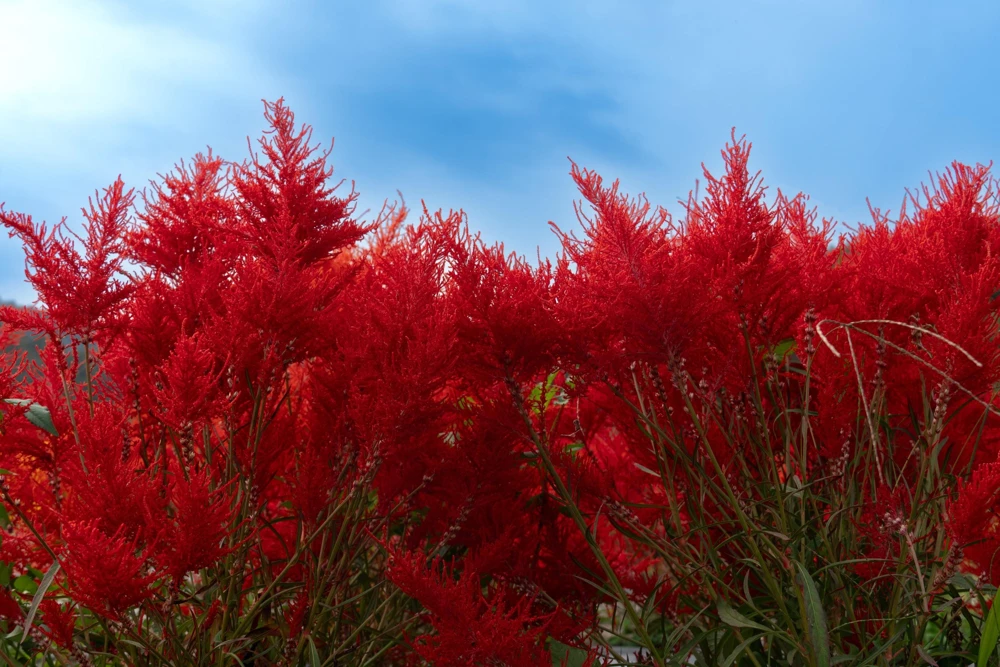 100 Red Forest Fire Celosia Plumosa Seeds - Scarlet Flowers, 30-36" Tall - Image 7