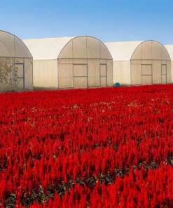 100 Red Forest Fire Celosia Plumosa Seeds - Scarlet Flowers, 30-36