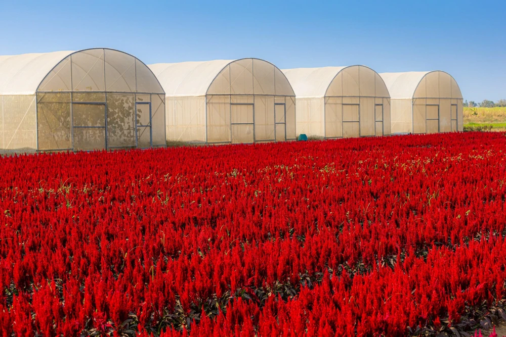 100 Red Forest Fire Celosia Plumosa Seeds - Scarlet Flowers, 30-36" Tall - Image 8