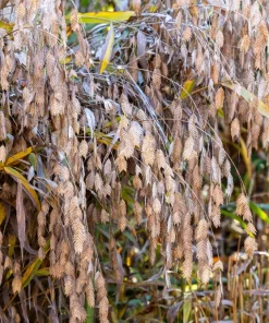 100 River Oats Grass Seeds - Ornamental Uniola Latifolia - Northern Sea Oats - Image 10