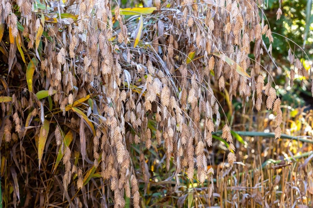 100 River Oats Grass Seeds - Ornamental Uniola Latifolia - Northern Sea Oats - Image 10