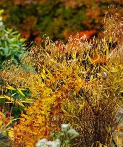 100 River Oats Grass Seeds - Ornamental Uniola Latifolia - Northern Sea Oats - Image 11