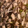 100 River Oats Grass Seeds - Ornamental Uniola Latifolia - Northern Sea Oats - Image 1