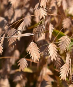 100 River Oats Grass Seeds - Ornamental Uniola Latifolia - Northern Sea Oats - Image 1