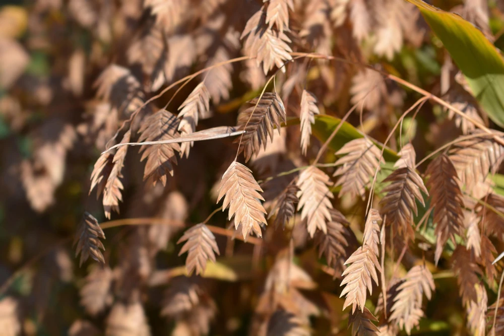 100 River Oats Grass Seeds - Ornamental Uniola Latifolia - Northern Sea Oats - Image 1