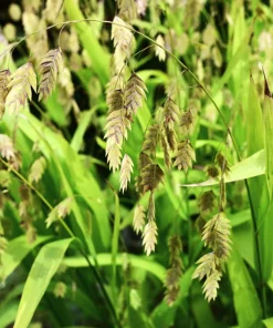 100 River Oats Grass Seeds - Ornamental Uniola Latifolia - Northern Sea Oats - Image 2