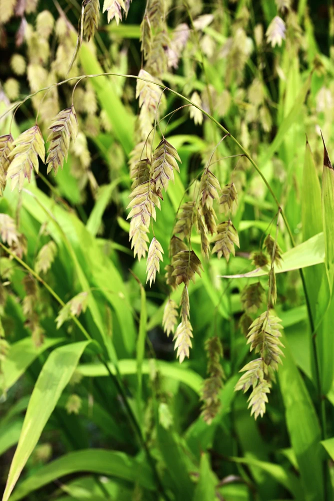 100 River Oats Grass Seeds - Ornamental Uniola Latifolia - Northern Sea Oats - Image 2