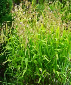 100 River Oats Grass Seeds - Ornamental Uniola Latifolia - Northern Sea Oats - Image 3