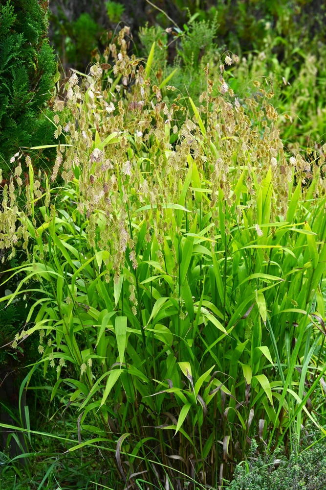 100 River Oats Grass Seeds - Ornamental Uniola Latifolia - Northern Sea Oats - Image 3