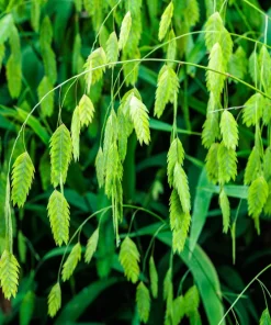 100 River Oats Grass Seeds - Ornamental Uniola Latifolia - Northern Sea Oats - Image 4