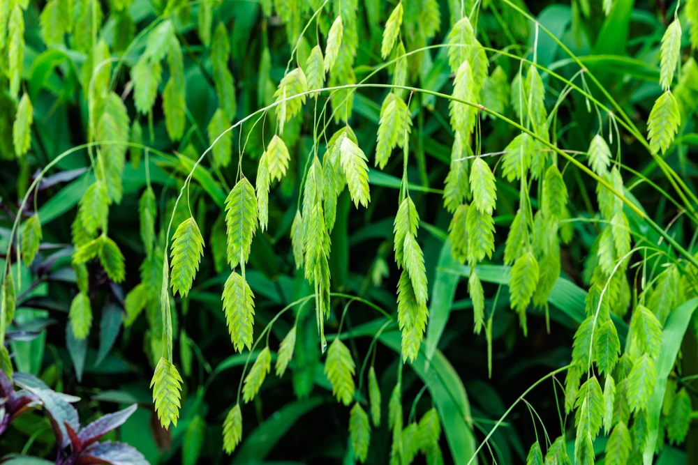 100 River Oats Grass Seeds - Ornamental Uniola Latifolia - Northern Sea Oats - Image 4