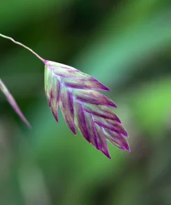 100 River Oats Grass Seeds - Ornamental Uniola Latifolia - Northern Sea Oats - Image 5