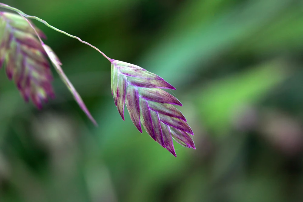 100 River Oats Grass Seeds - Ornamental Uniola Latifolia - Northern Sea Oats - Image 5