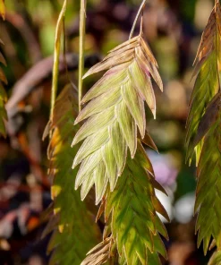 100 River Oats Grass Seeds - Ornamental Uniola Latifolia - Northern Sea Oats - Image 6
