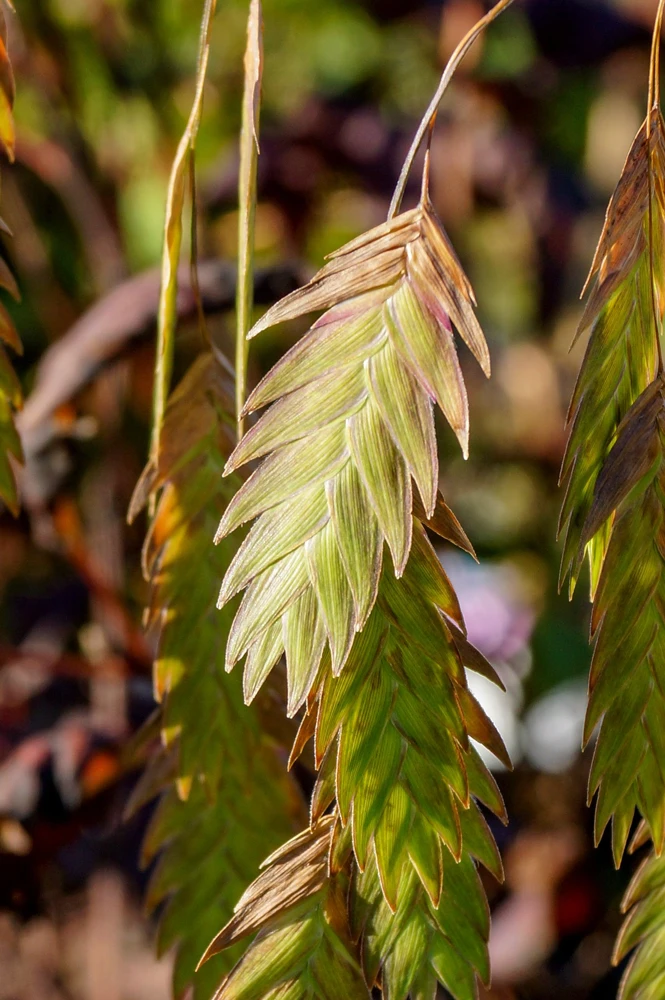 100 River Oats Grass Seeds - Ornamental Uniola Latifolia - Northern Sea Oats - Image 6