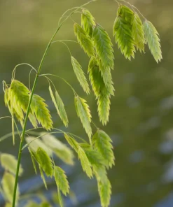 100 River Oats Grass Seeds - Ornamental Uniola Latifolia - Northern Sea Oats - Image 7