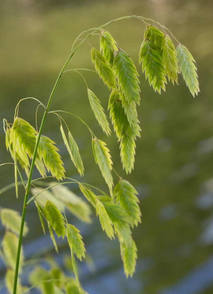 100 River Oats Grass Seeds - Ornamental Uniola Latifolia - Northern Sea Oats - Image 7