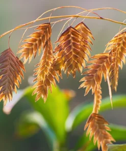 100 River Oats Grass Seeds - Ornamental Uniola Latifolia - Northern Sea Oats - Image 8