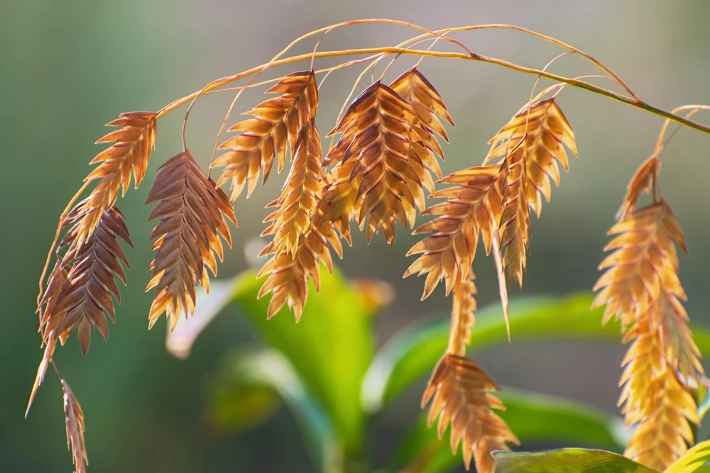100 River Oats Grass Seeds - Ornamental Uniola Latifolia - Northern Sea Oats - Image 8