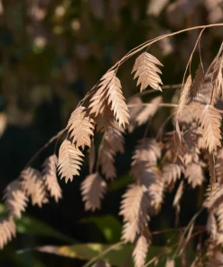 100 River Oats Grass Seeds - Ornamental Uniola Latifolia - Northern Sea Oats - Image 9