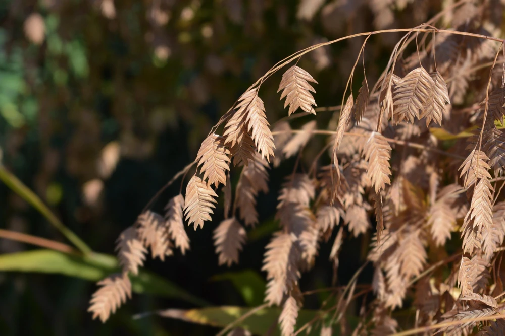 100 River Oats Grass Seeds - Ornamental Uniola Latifolia - Northern Sea Oats - Image 9