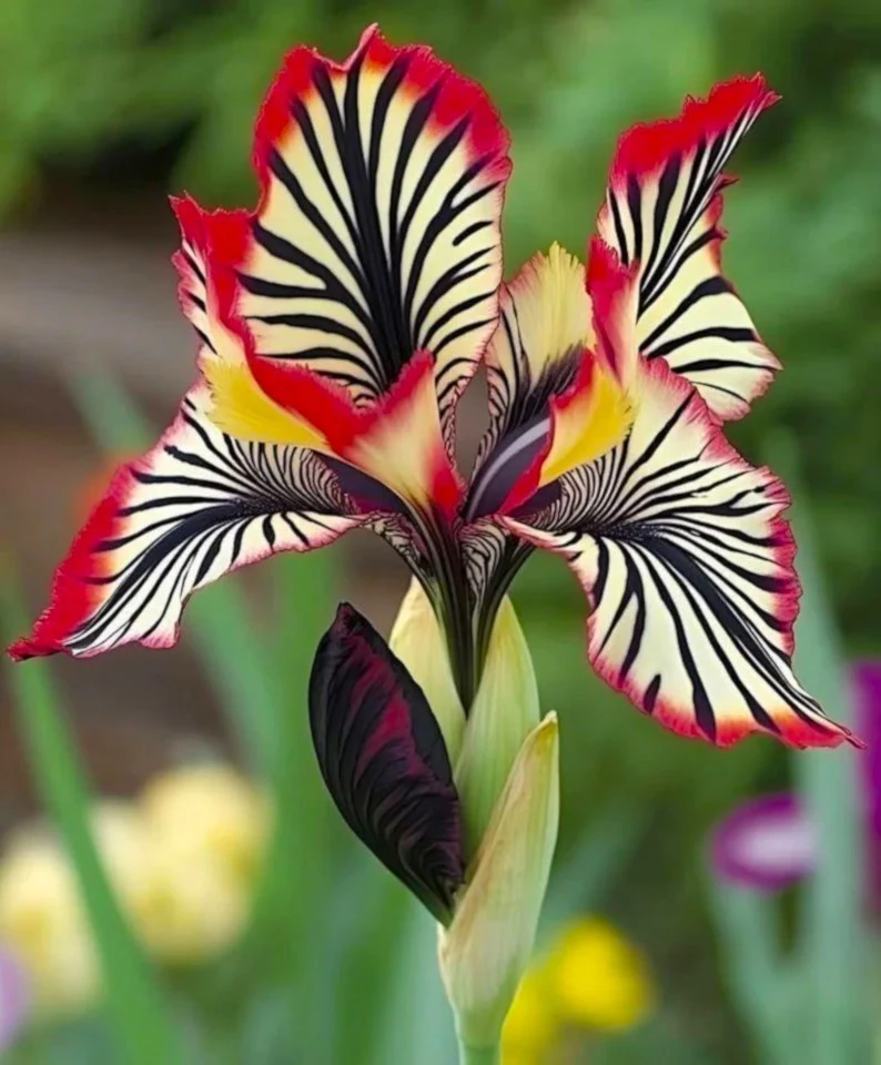 100 Tricolor Iris Seeds - Flowering Perennial Garden Seeds - Image 1