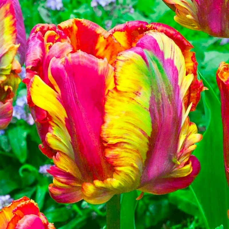 100 Tulip Flower Seeds - Easy to Grow Flowering Bulbs - Image 2