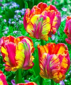 100 Tulip Flower Seeds - Grow Vibrant Blooms - Image 1