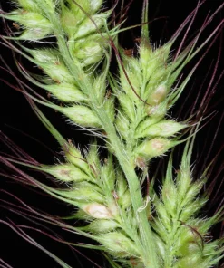 100 Walter's Barnyard Grass Seeds - Wetland Ornamental Echinochloa Walteri - Image 2